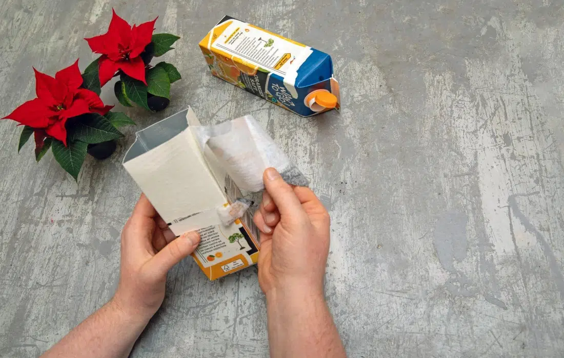 Коледната звезда като подарък! Защо пък не?!