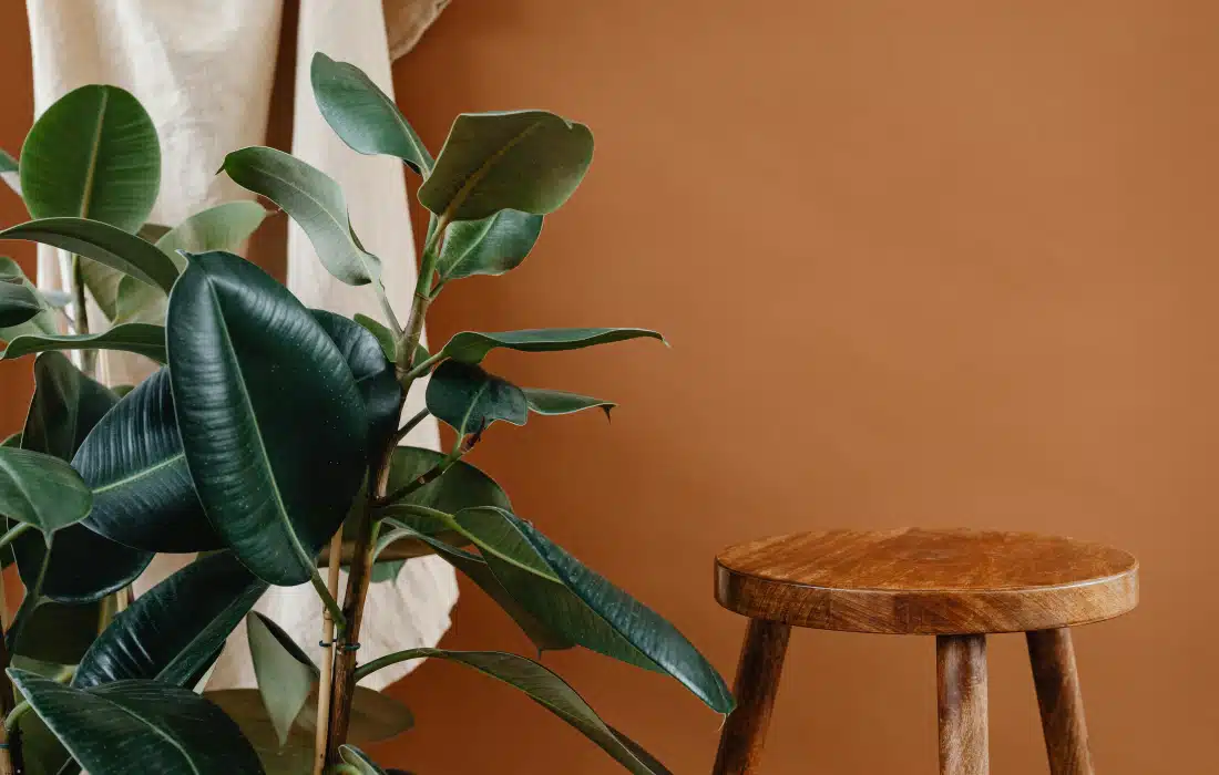 Бихте ли подържали фикуса?