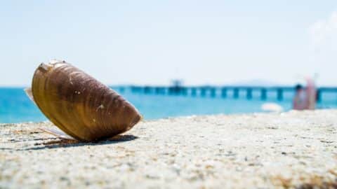 Бургаски вечери с Ицо Хазарта & Homelesz, Ина Гаярдо и V:RGO