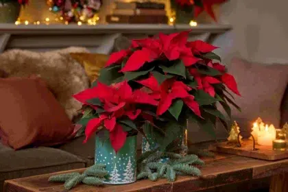 Твоята зимна муза: тайните на перфектната коледна звезда