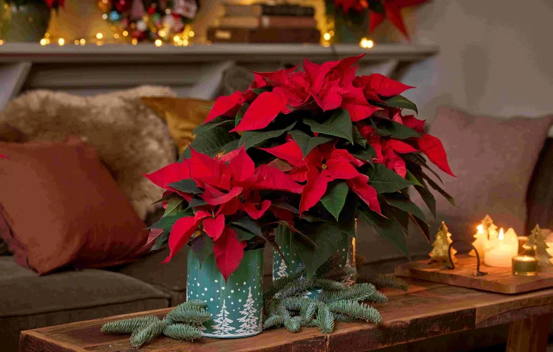 Твоята зимна муза: тайните на перфектната коледна звезда