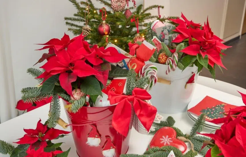 Коледната звезда като подарък! Защо пък не?!